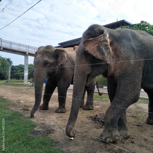 elephants in the zoo