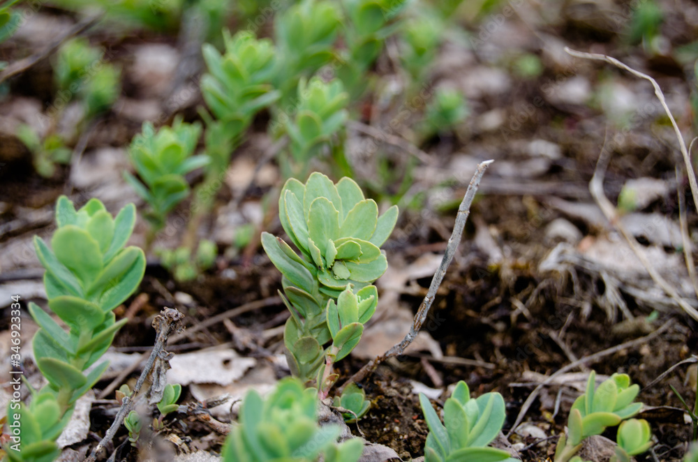 Photo of wild cabbage in early spring in the fields Photo of wild cabbage in early spring in the fields