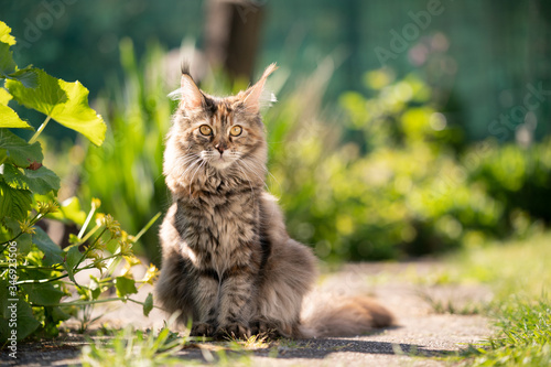 Fototapeta Naklejka Na Ścianę i Meble -  tortoiseshell maine coon cat sitting in garden on a sunny day looking at camera