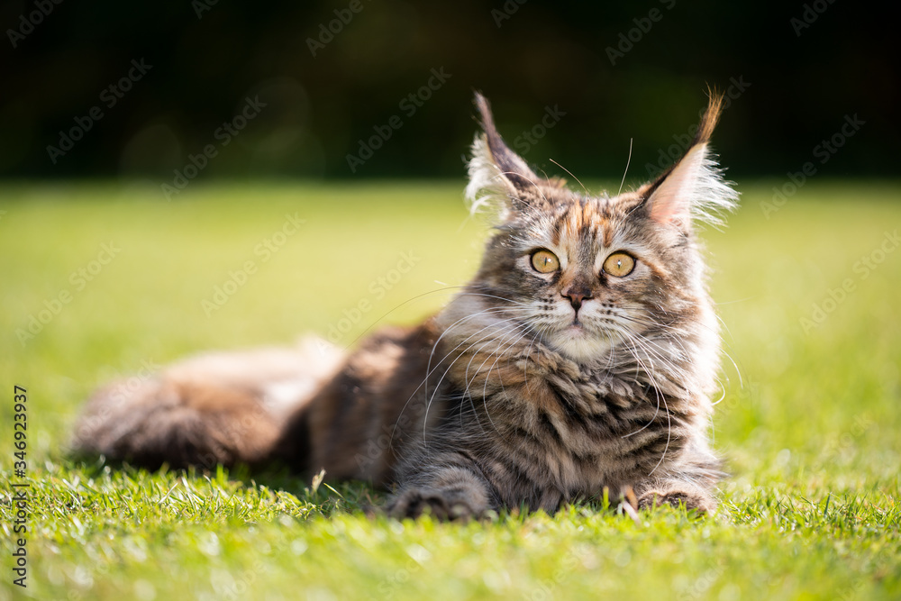 beautiful tortoiseshell maine coon cat resting on grass outdoors in sunlight