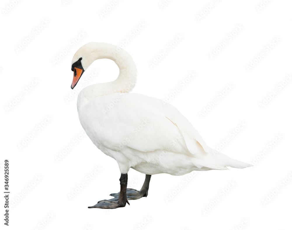 Fototapeta premium One swan, isolated on white background