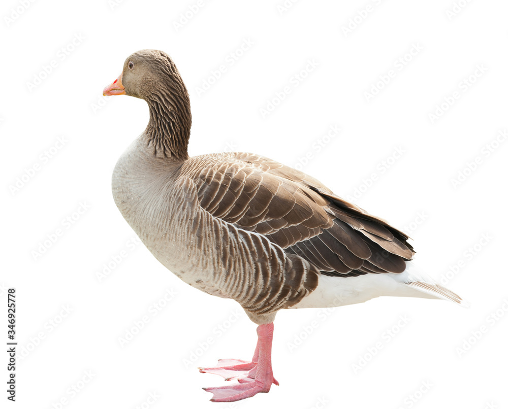 Goose, isolated on white background Goose, isolated on white background
