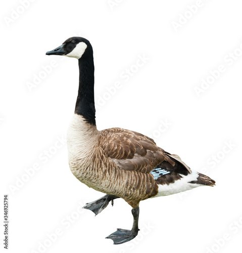 Canada goose (Branta canadensis), isolated on white background