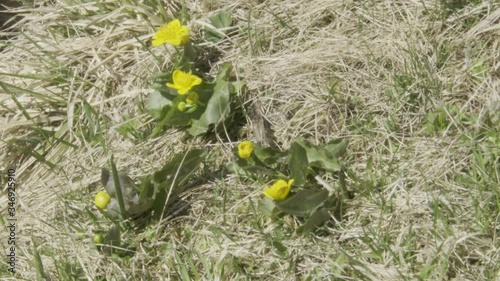 Blume, Dotterblume, Dotterblumen, Sumpfdotterblume, Smpf-Dotterblume, feucht, nass, Wasser, Rinnsal, blühen, wachsen, Gedeihen, Schneeschmelze, Frühling, Frühjahr, Caltha, Hahnenfuß, Hahnenfußgewächs, photo