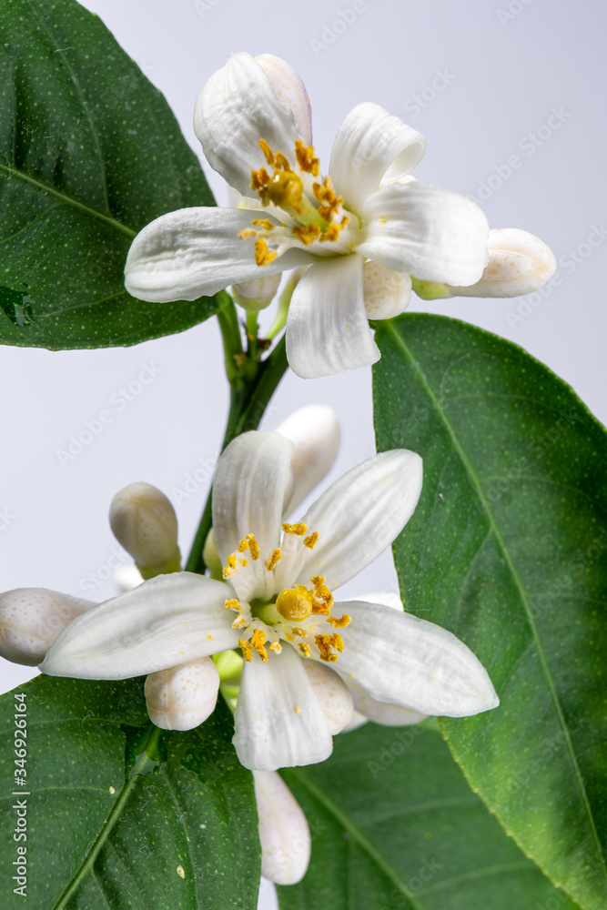 Blooming indoor lemon tree isolated on white background Blooming indoor lemon tree isolated on white background