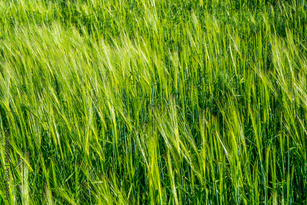grass grass