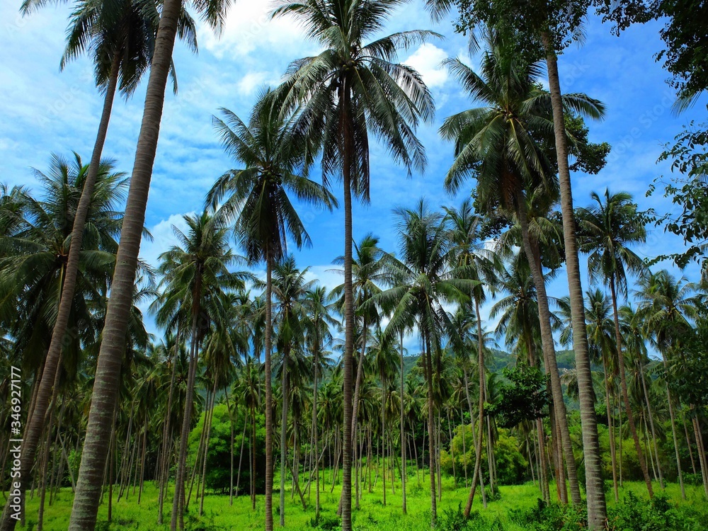 Low Angle View Of Palm Trees In Forest