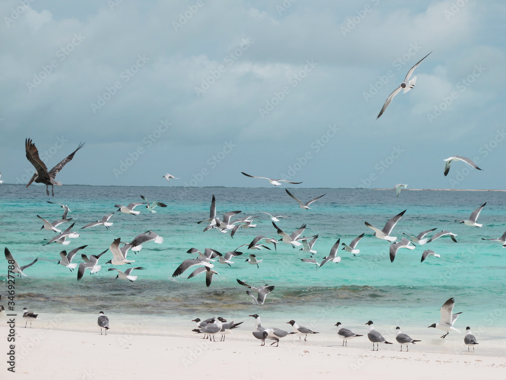 The beach with a beautiful sea and seagulls