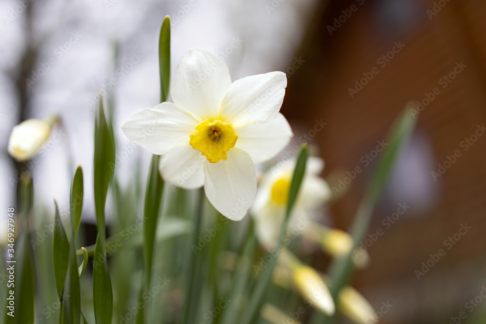 Narcissus close - up against the background of greenery, sky and a rustic wooden house. Spring bloom. Selective focus. Narcissus close - up against the background of greenery, sky and a rustic wooden house. Spring bloom. Selective focus.