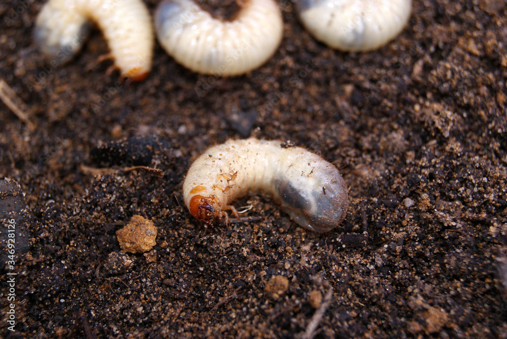 May beetle larva on the ground against a blurred background of other larvae and earth May beetle larva on the ground against a blurred background of other larvae and earth