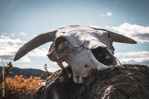 skeleton skull of wild cow 
