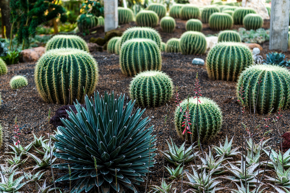 Rounded cactus on the tropical garden Rounded cactus on the tropical garden