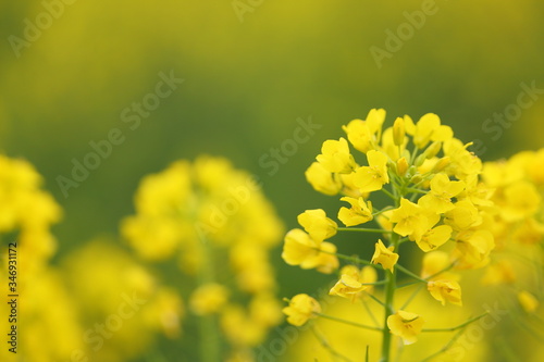 Close up of Rape blossoms with green background and copy space.