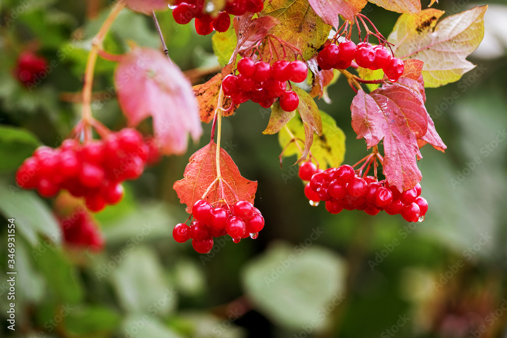 Obraz premium Viburnum bush with red berries in rainy weather
