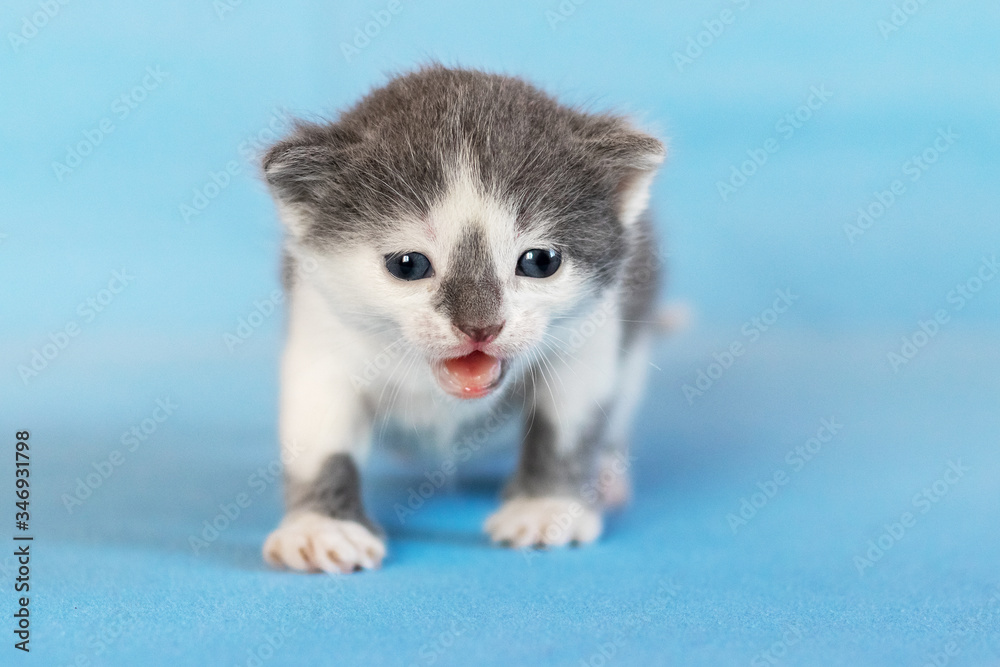 Little adorable kitten on a light blue background, the kitten is meowing Little adorable kitten on a light blue background, the kitten is meowing