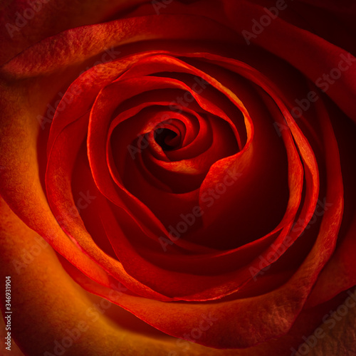 Red rose swirl square background, studio shot