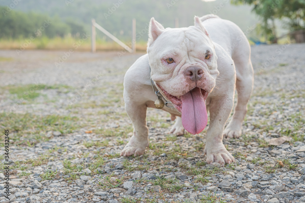 White pitbull dogs are enjoying the morning garden, white American Exotic  Bullies are playing in the garden. Photos | Adobe Stock