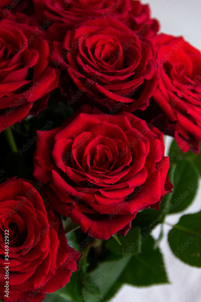 red roses on a white background red roses on a white background