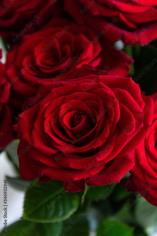 Fototapeta premium red roses on a white background