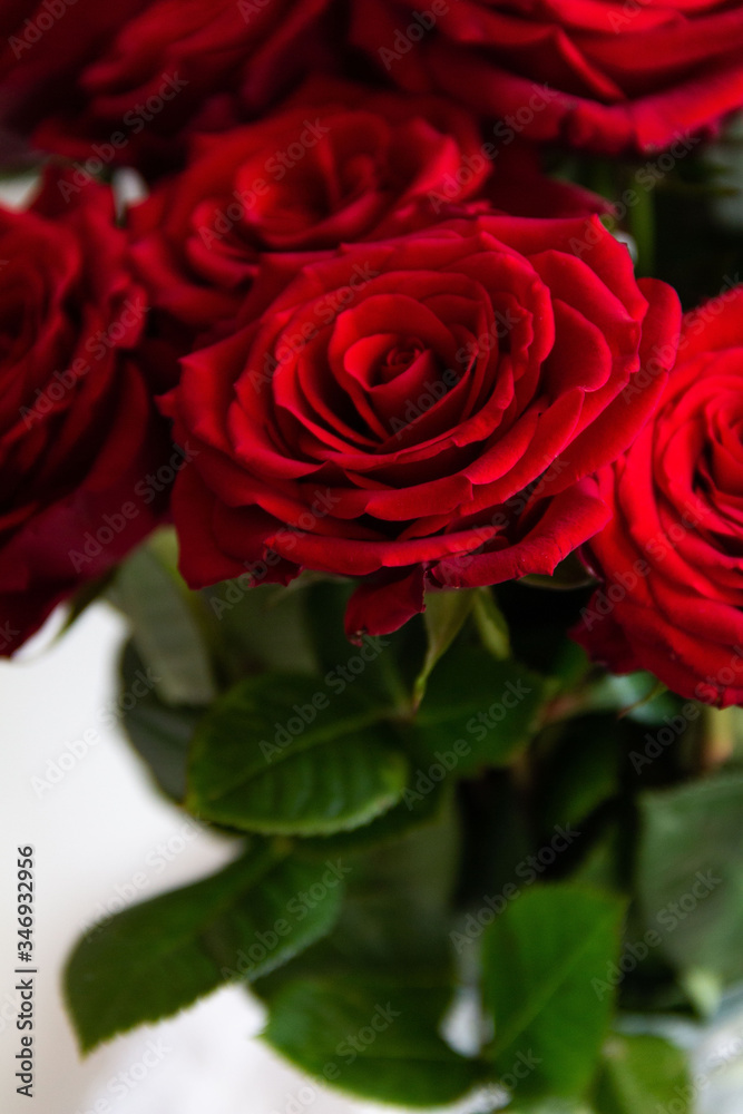 red roses on a white background red roses on a white background