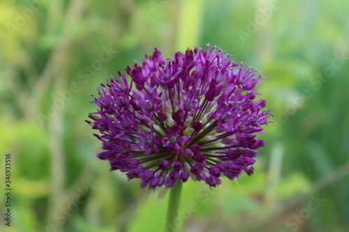 the allium blooms in purple