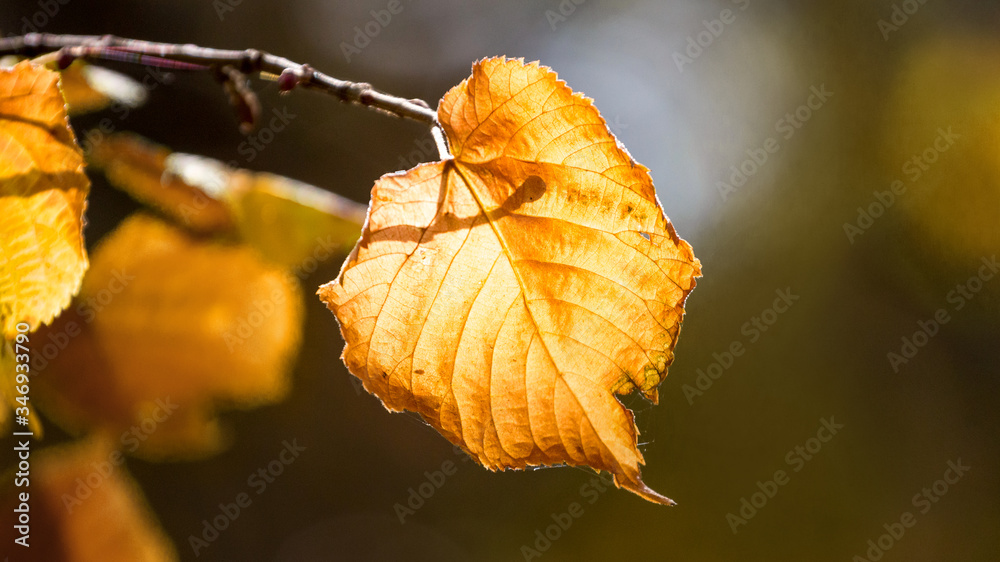 Yellow autumn leaf on a branch in sunny weather Yellow autumn leaf on a branch in sunny weather
