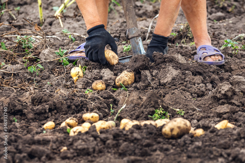 Woman digs potatoes in the garden. Harvesting potatoes © Volodymyr