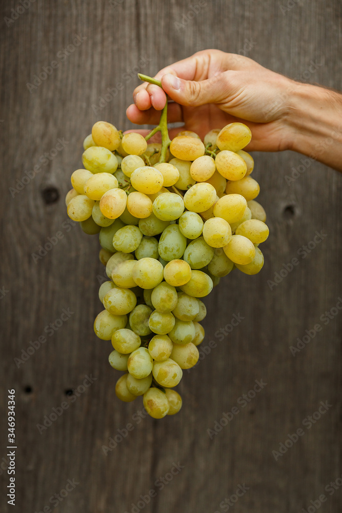 Farmers hands with freshly harvested grapes Farmers hands with freshly harvested grapes