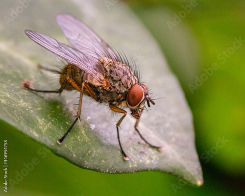 Musca domestica (House fly) macro photography