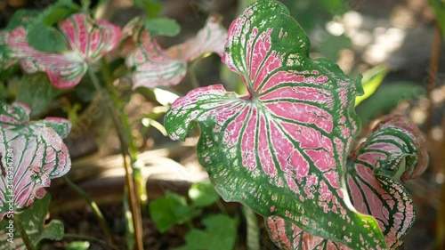 Closeup of beautiful Caladium Bicolor, green pink, leafs in a garden