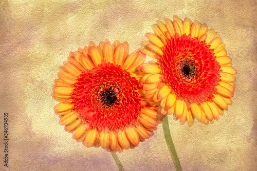 Digital art gerber daisies on textured background