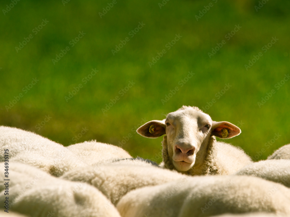 The backs of a herd of sheep with white wool standing in a green meadow, one sheep is looking over all others