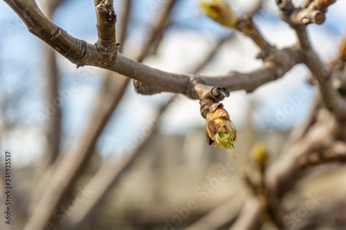 the plot of the fetus. buds on a tree. the flowering tree. Apple blossom photo