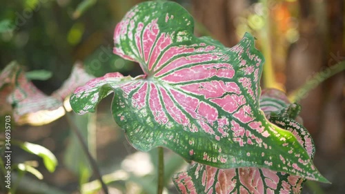 Closeup of beautiful Caladium Bicolor, green pink, leafs in a garden
