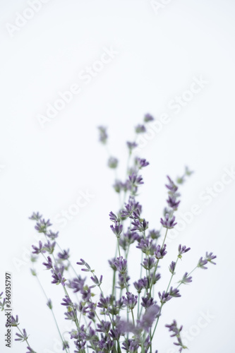 lavender bouquet on a white background