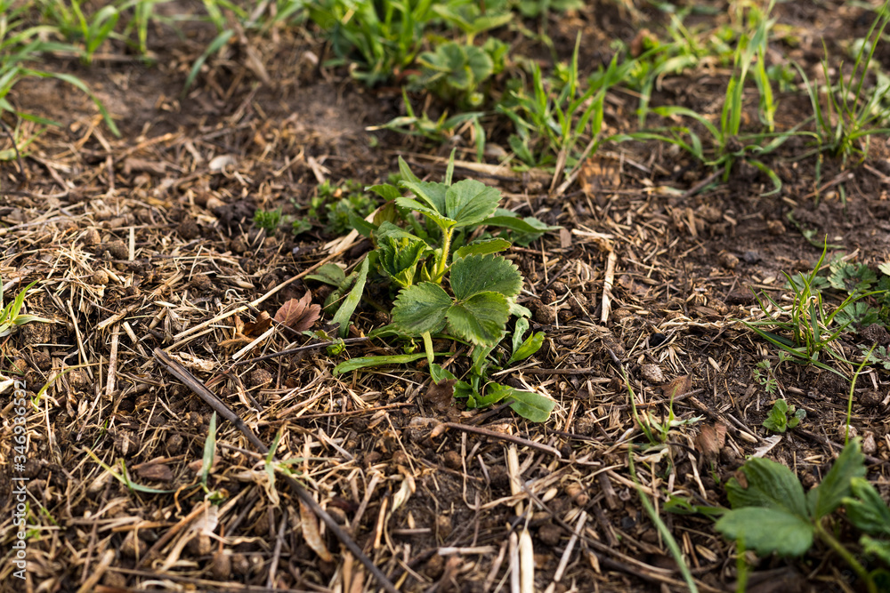 Young strawberry seedling in the sandy soil Young strawberry seedling in the sandy soil