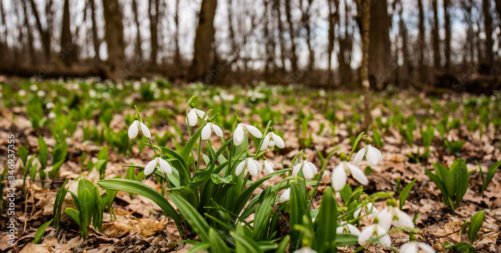 Spring snowdrops in a forest glade on a sunny day.