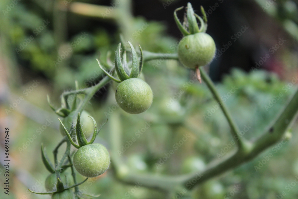 green cherry tomatoes growing