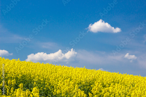 lonely white clouds in the blue sky above the rape field