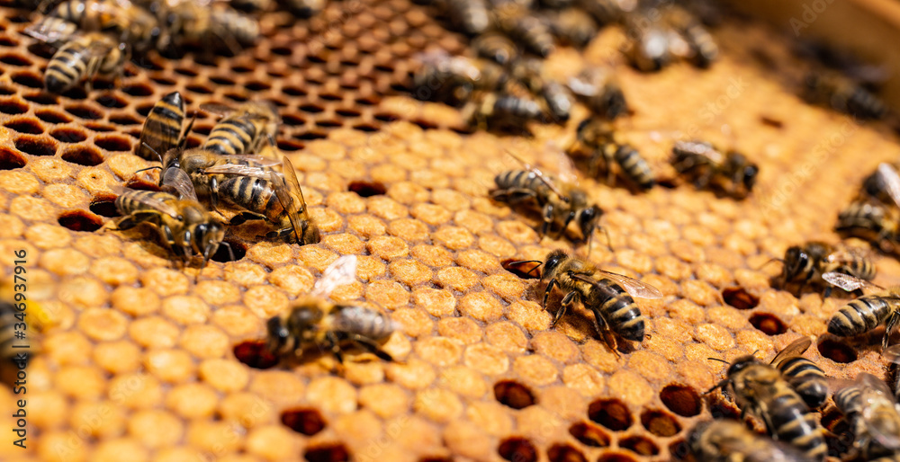 Worker bees on closed and open honeycombs Worker bees on closed and open honeycombs