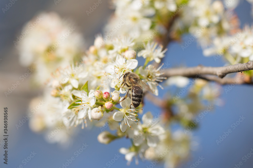 blooming Prunus mahaleb with a bee in Crimea blooming Prunus mahaleb with a bee in Crimea