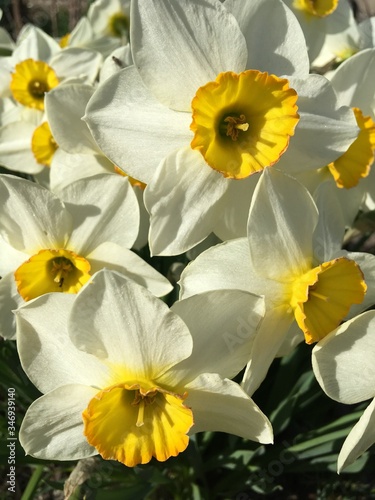  Daffodils Spring Flowers