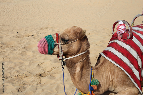 Dromedary camels in a closeup in Dubai, United Arab Emirates with red sand dunes of Sharjah in the background, January 2020. Warm, sunny day in the desert. Concept of tourism, travel, desert, freedom.