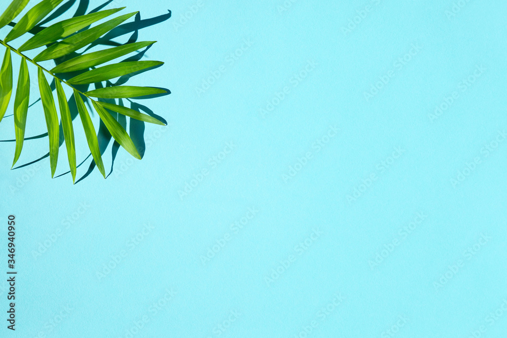 Green tropical palm leaf and shadows on blue background with free copy space for text. Creativity summer botanical flat lay. Top view. Minimal nature.