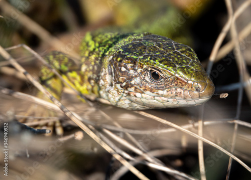 Green lizard strolling in the grass on the ground