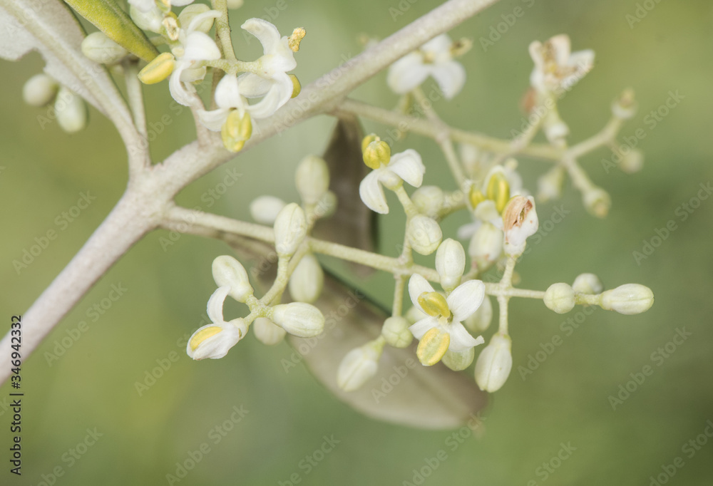 Olea europaea tiny white flowers with pale yellow stamens and some buds still unopened Olea europaea tiny white flowers with pale yellow stamens and some buds still unopened