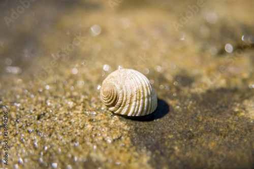 Conchiglia sulla spiaggia d...