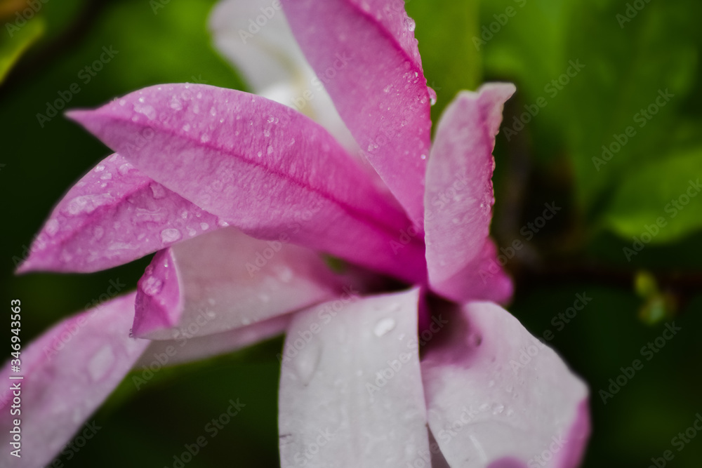 water drops on pink flower water drops on pink flower