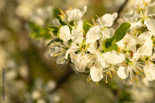 Blossom discharges in spring garden at solar day