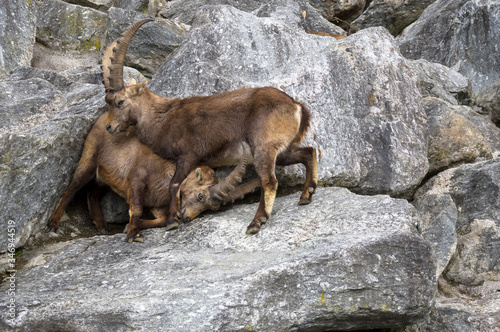 Two male Alpine ibexes (Capra ibex) are fighting. photo